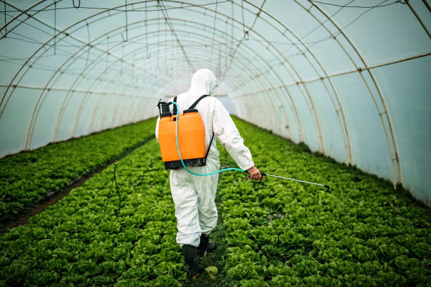 Best Best Pest Control Companies  in Manche Village, CA