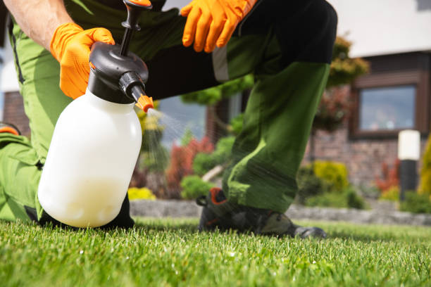 Best Best Pest Control Companies  in Manche Village, CA