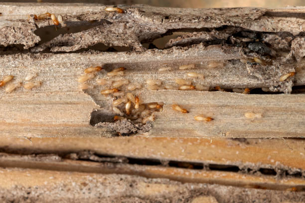 Best Local Pest Control Services  in Manche Village, CA