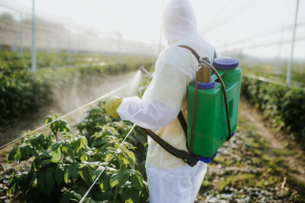 Best Pest Control Near Me  in Manche Village, CA